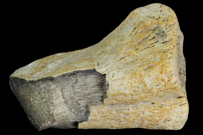 Fossil Hadrosaur Ulna End - Aguja Formation, Texas #116590